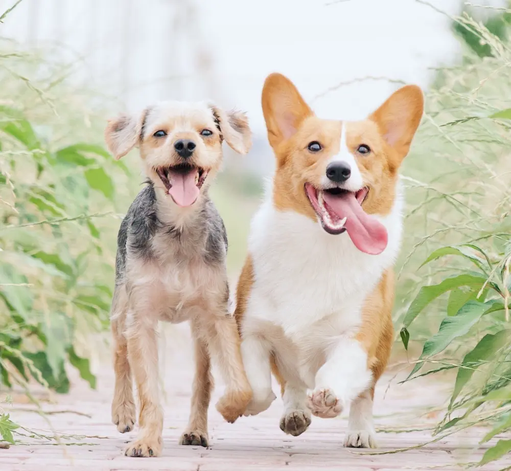 two happy puppies